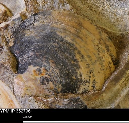 undet. Bivalvia