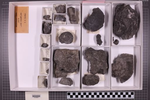 mixed taxa, stratigraphic collection