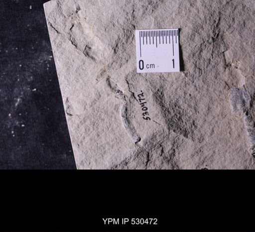 Castericystis vali