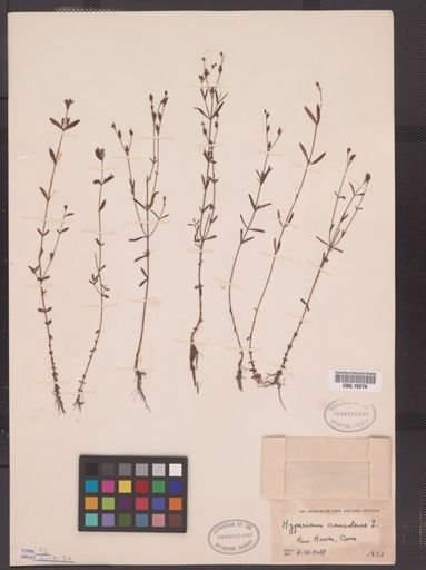 Hypericum canadense