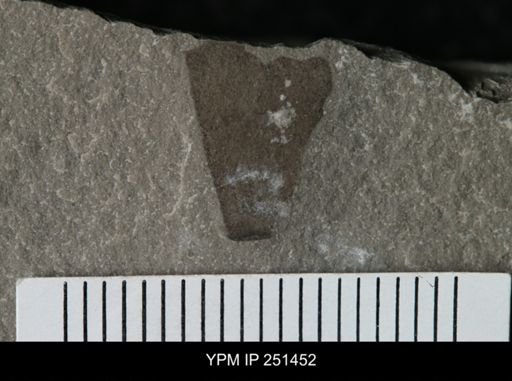 undet. Eurypterida