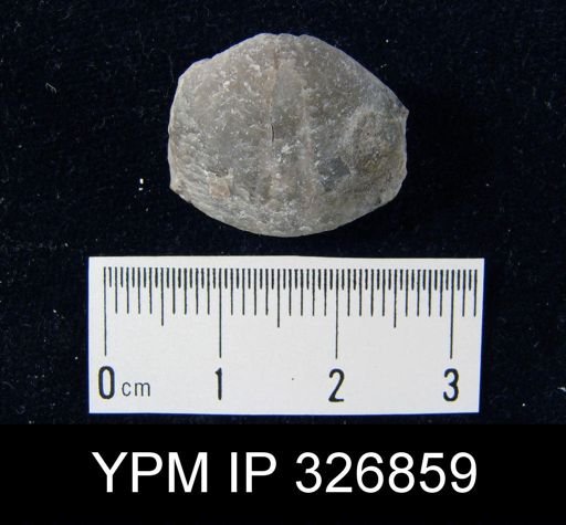 Rensselaeria marylandica