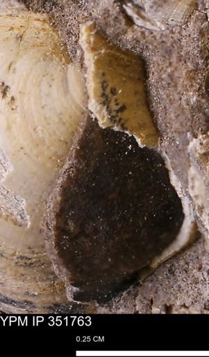 Limopsis striatopunctatus