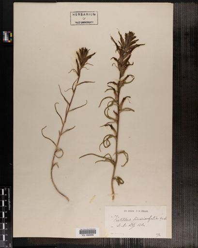 Plantae