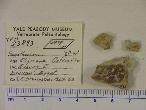 Saghatherium sp.