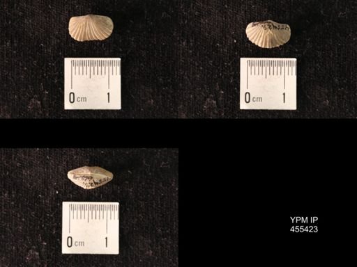 Platystrophia morrowensis