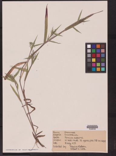 Panicum auburne