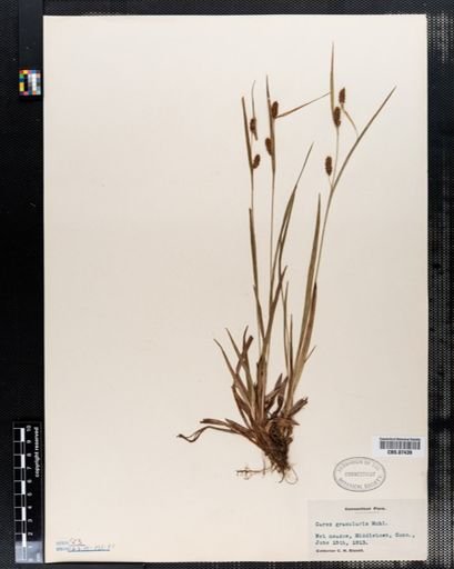 Carex granularis