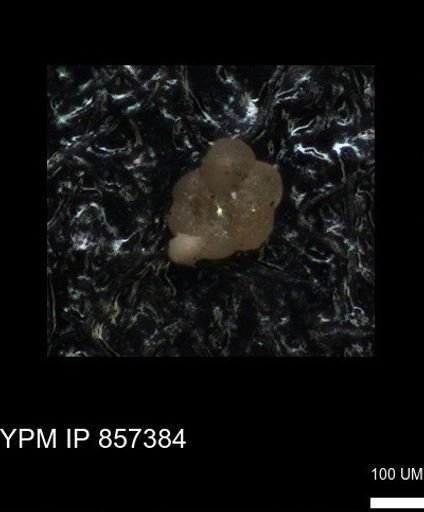 undet. Foraminiferida