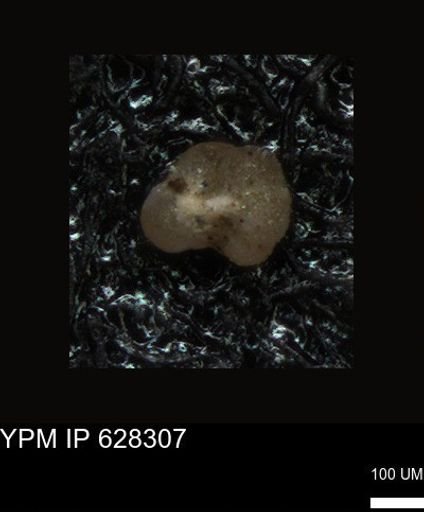 undet. Foraminiferida