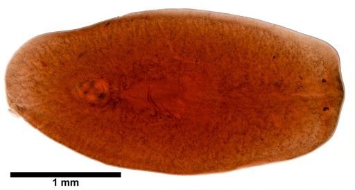 Foviella affinis