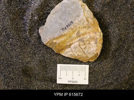 undet. Bivalvia