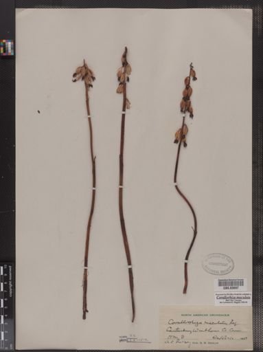 Corallorhiza maculata
