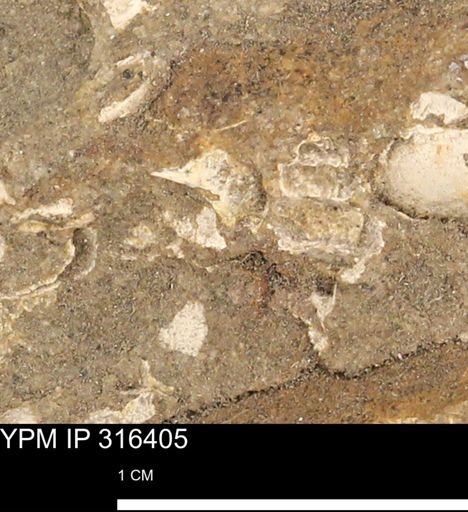 undet. Mollusca