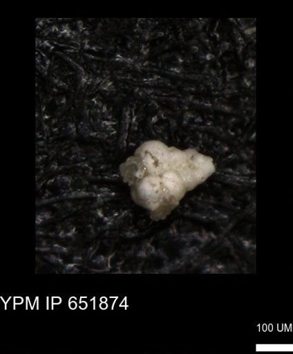 undet. Heterohelicidae