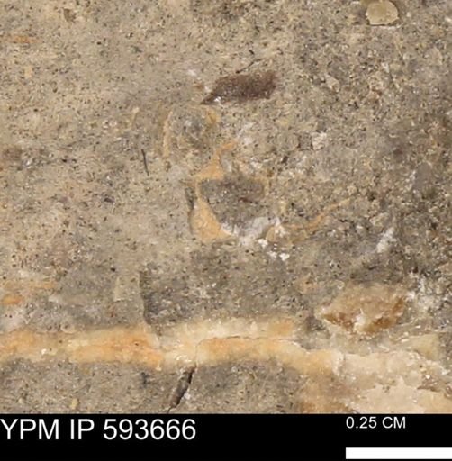 Baculites sp.