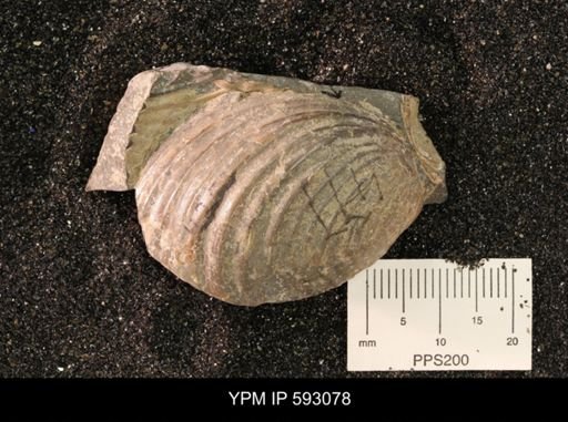 Inoceramus cuneatus