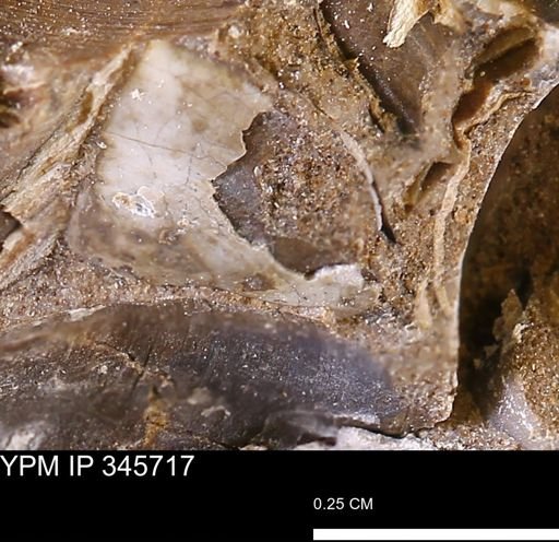 undet. Bivalvia