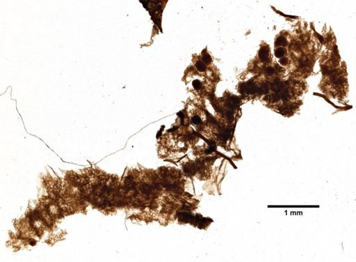 Darwinella rosacea