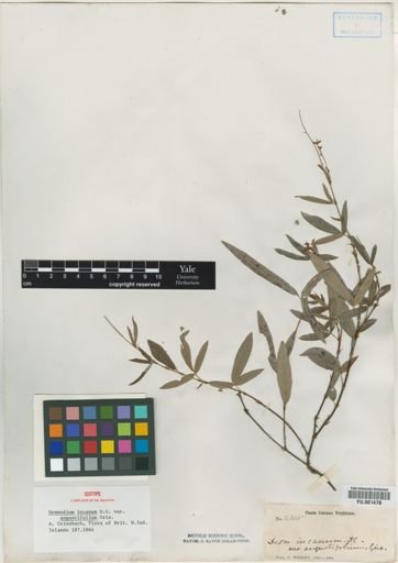 Desmodium incanum