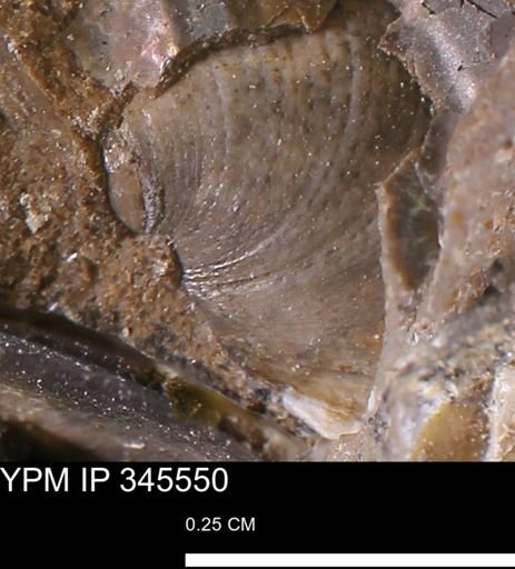 Limopsis striatopunctatus