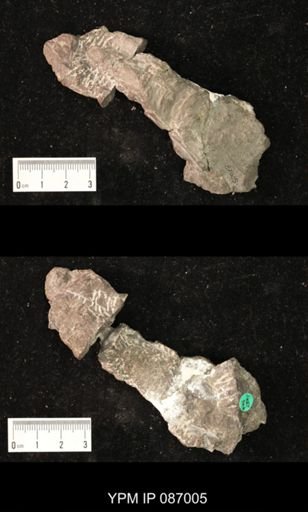 Cyclostomiceras elongatum