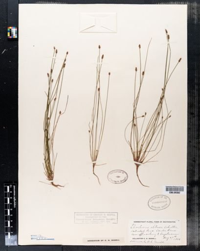 Eleocharis obtusa