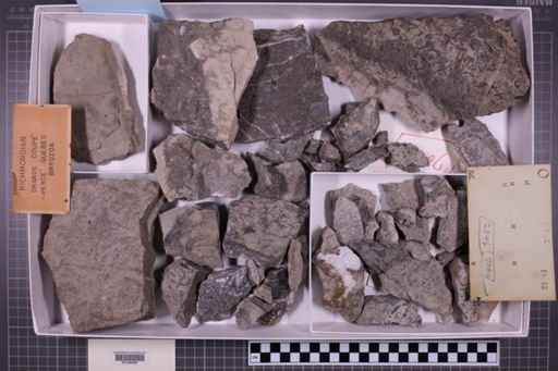 mixed taxa, stratigraphic collection