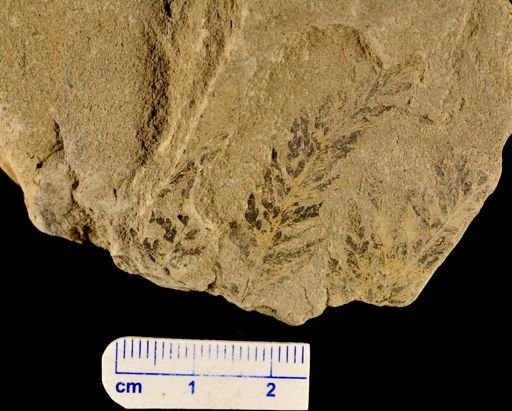 Thyrsopteris rarinervis