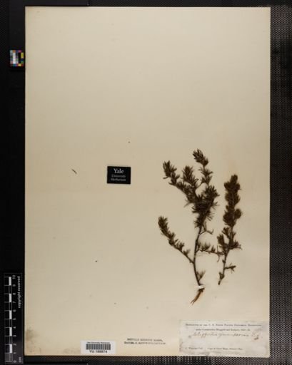 Plantae