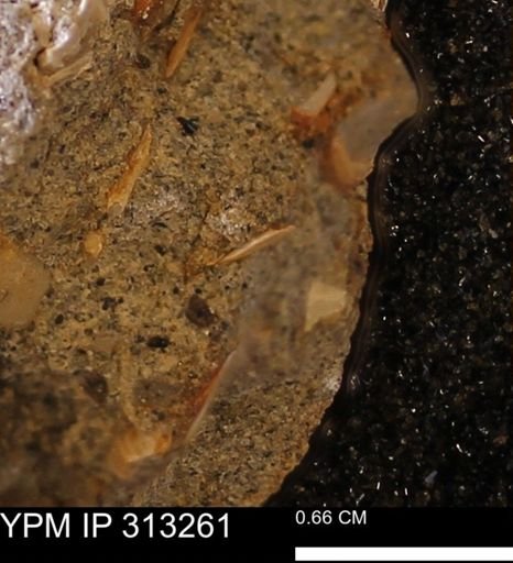 Corbicula