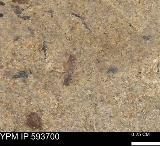 Baculites sp.