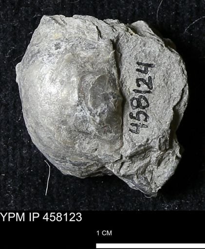Pholidostrophia iowaensis