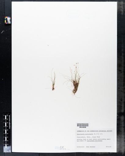 Eleocharis acicularis