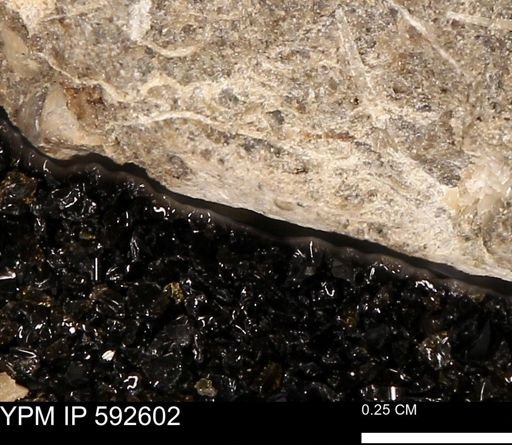 undet. Mollusca