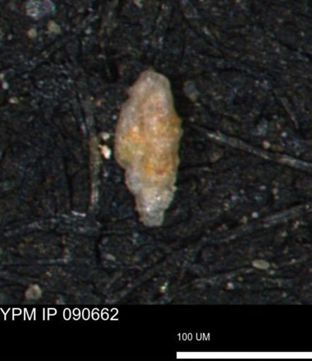 Bimonilina variana