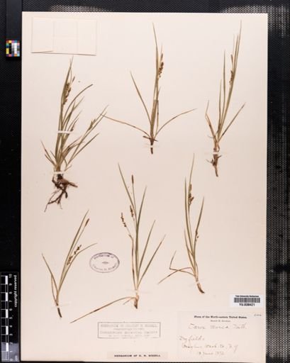 Carex aurea