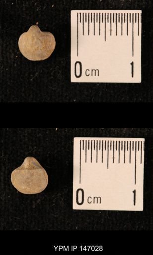 Ambocoelia planoconvexa