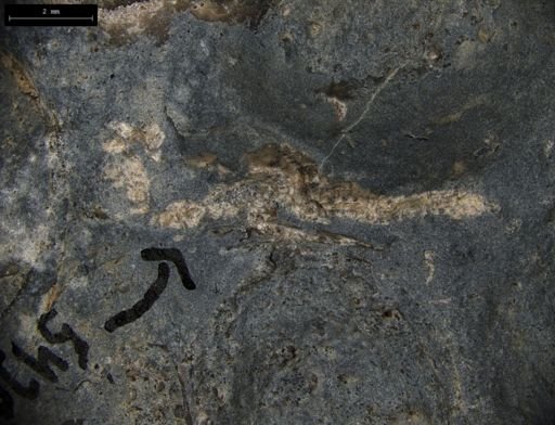 Aplocoma damesii