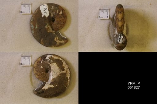 Hoploscaphites nicolletii