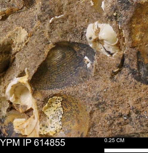 Limopsis striatopunctatus