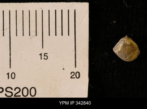 Protocardia sp.