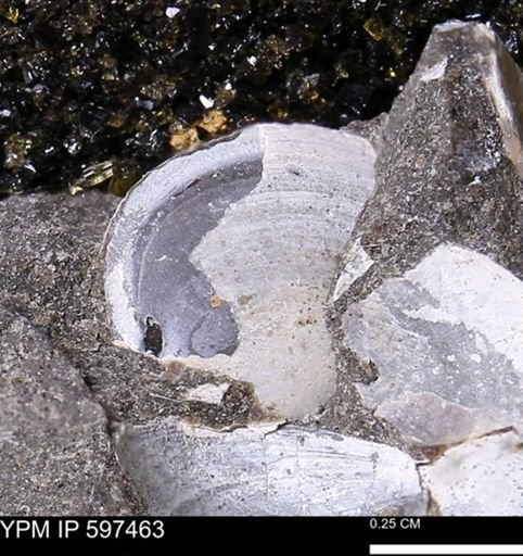 Limopsis striatopunctatus