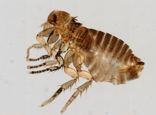 Siphonaptera