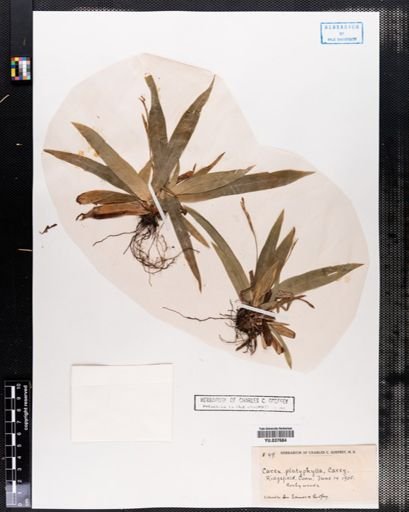 Carex platyphylla