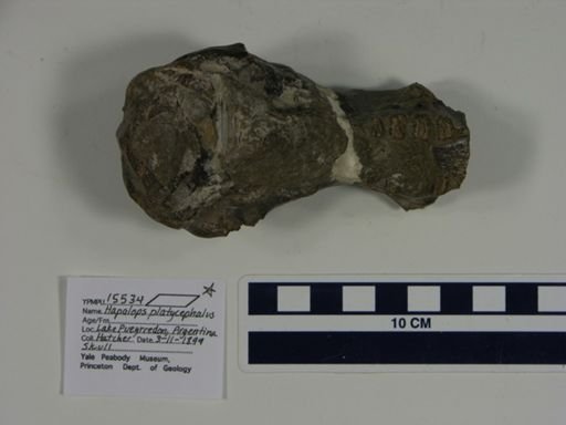 Hapalops platycephalus
