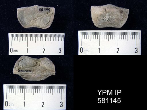 Leptaena sp.