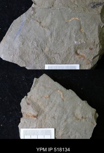 undet. Ichnofossil