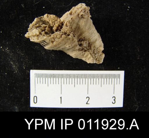Richthofenia permiana