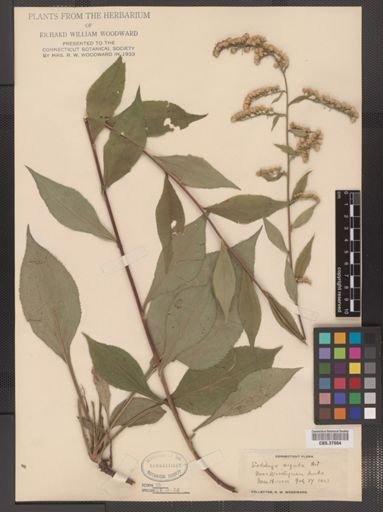 Solidago arguta